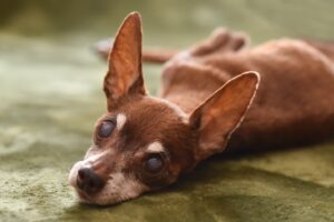 高齢の犬